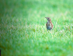 Song thrush