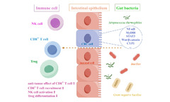 Innate lymphoid cells