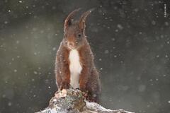 16 Outstanding Wildlife Photographer Of The Year Finalists: Vote ...