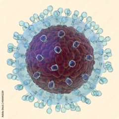 Hepatitis C Virus