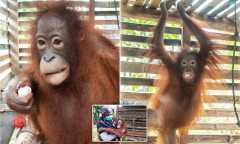 Orangutan,%20four,%20who%20has%20spent%20her%20entire%20life%20in%20crate%20is%20rescued%20...