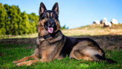 11 Dog Breeds Like the German Shepherd - PetHelpful