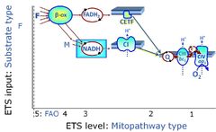 Fatty acid oxidation pathway control state - Bioblast