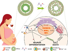 Ethanol Causes Cell Death and Neuronal Differentiation Defect ...