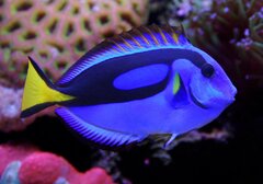 Photo #36 - Blue Tang - Yellow Tang Blue Tang Tomato Clown