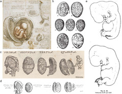 Grave-to-cradle: human embryonic lineage tracing from the ...