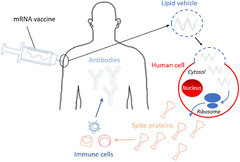 The safety of Covid-19 mRNA vaccines: a review | Patient Safety in ...