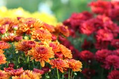 40 Best Fall Flowers to Plant for a Vibrant Autumn Garden