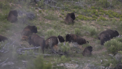 Utah%20'pure'%20bison%20herd%20may%20be%20key%20to%20conserving%20species%20%7C%20CNN