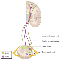 13.6 Testing the Spinal Nerves (Sensory and Motor Exams) – Anatomy ...