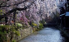 Sakura season: Guide to Japan's cherry blossoms | CNN