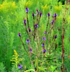 Purple Verbena