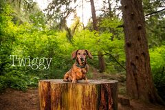 Twiggy- Dachshund Breed/ Hoyt Arboretum, Portland, Oregon » Phido ...