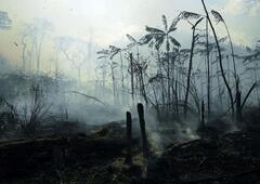 Aldi Brazil Deforestation