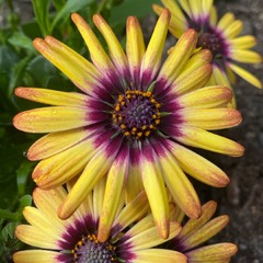 Osteospermum 'Serenity Blue Eyed Beauty', African Daisy 'Serenity ...