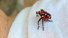 Spotted lanternfly