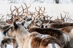 Reindeer starving as climate change affects Swedish arctic ...