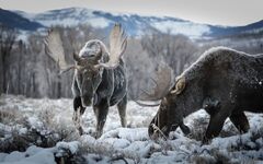 Day Yellowstone And Grand Teton Tour National Park Wildlife Safari ...