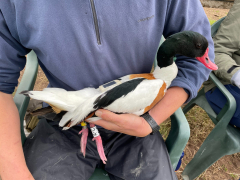 Common shelduck