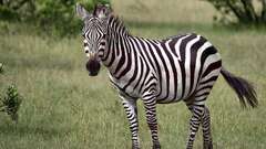 International Zebra Day 2024: Date, history, significance and more ...