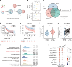 LIMP-2 enhances cancer stem-like cell properties by promoting ...