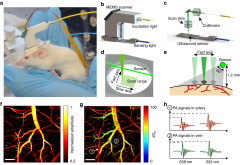 Free-moving-state microscopic imaging of cerebral oxygenation and ...