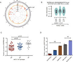 SNP-mediated lncRNA-ENTPD3-AS1 upregulation suppresses renal cell ...