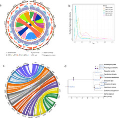 The Cardamine enshiensis genome reveals whole genome duplication ...