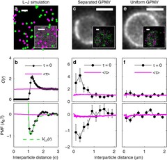 Steady-state cross-correlations for live two-colour super ...