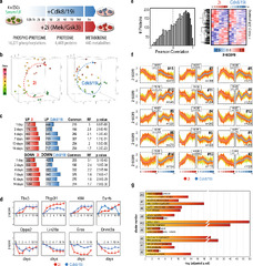 Dissection of two routes to naïve pluripotency using different ...