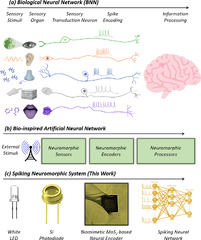 A biomimetic neural encoder for spiking neural network | Nature ...