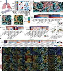 Single-cell spatial metabolomics with cell-type specific protein profiling for tissue systems biology