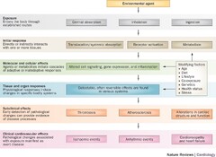 Environmental factors in cardiovascular disease | Nature Reviews ...