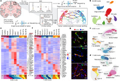 Single-cell dissection of the human brain vasculature | Nature