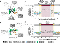 The variation and evolution of complete human centromeres | Nature