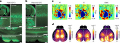 Pyramidal cell types drive functionally distinct cortical activity ...