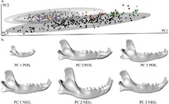 Three-Dimensional Geometric Morptric Analysis of Fossil Canid ...