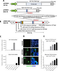 Hemophilia A ameliorated in mice by CRISPR-based in vivo genome ...