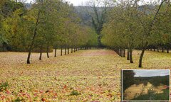 Apples carpet the floor of an orchard after Storm Ophelia | Daily ...