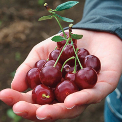 Gardens Alive! Romeo Bush Cherry Tree - Sun, Medium Growth ...