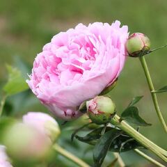 Sarah Bernhardt Peony Roots