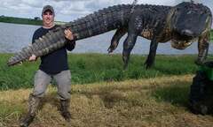 Mississippi hunter catches largest alligator by out of state ...