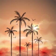 Palm Tree Sunset Dusk Computer ed Photography Backdrop Nature Theme Background