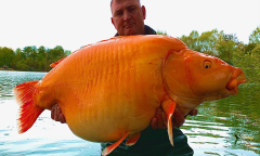 British%20angler%20catches%20one%20of%20the%20world's%20biggest%20goldfish%20...