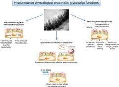 Endothelial Glycocalyx as a Shield Against Diabetic Vascular ...