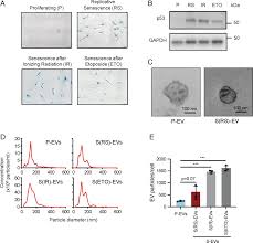 Surfaceome analysis of extracellular vesicles from senescent cells ...