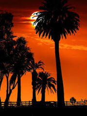 Sunset, Palm Trees, Beach (California palm)