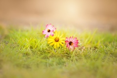 Yellow Flower Pink Flower Grass Nature Flower