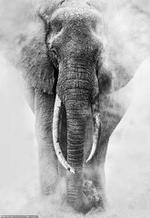 African bush elephant