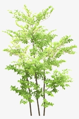 Green Maple Leaf Transparent - Blue Flower Tree Png Transparent ...